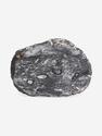 Угольная почка (Coal boll) с отпечатком Lepidodēndron sp., 15х10,6х1,7 см, 25288, фото 1
