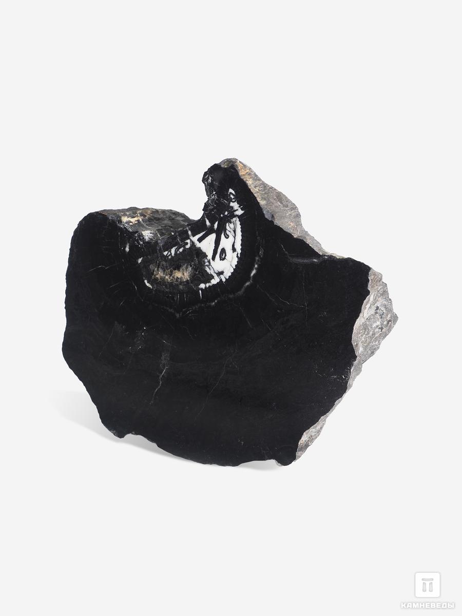 Угольная почка (Coal boll) с отпечатком стебля Artropytes, 12,1х9,5х6 см угольная почка coal boll с отпечатком корней папоротника psaronius sp 25 9х12 1х2 5 см