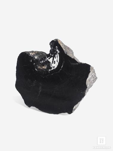 Угольная почка. Угольная почка (Coal boll) с отпечатком стебля Artropytes, 12,1х9,5х6 см