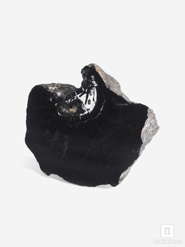 Угольная почка (Coal boll) с отпечатком стебля Artropytes, 12,1х9,5х6 см, 25269, фото 1