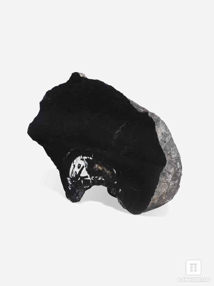 Угольная почка (Coal boll) с отпечатком стебля Artropytes, 12,1х9,5х6 см, 25269, фото 2