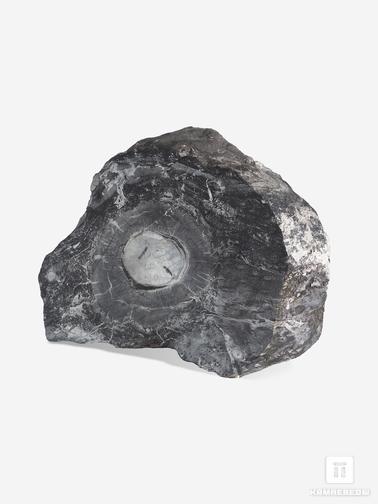 Угольная почка. Угольная почка (Coal boll) с отпечатком стеблей Calamitaceae sp. и Medullosales sp., 15,3х10,4х4 см