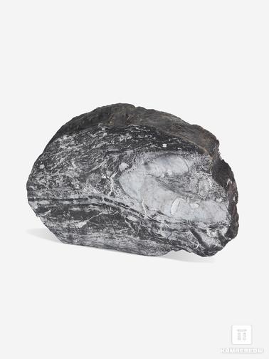 Угольная почка. Угольная почка (Coal ball) с отпечатком стебля Medullosales sp., 15,2х10,5х3,2 см