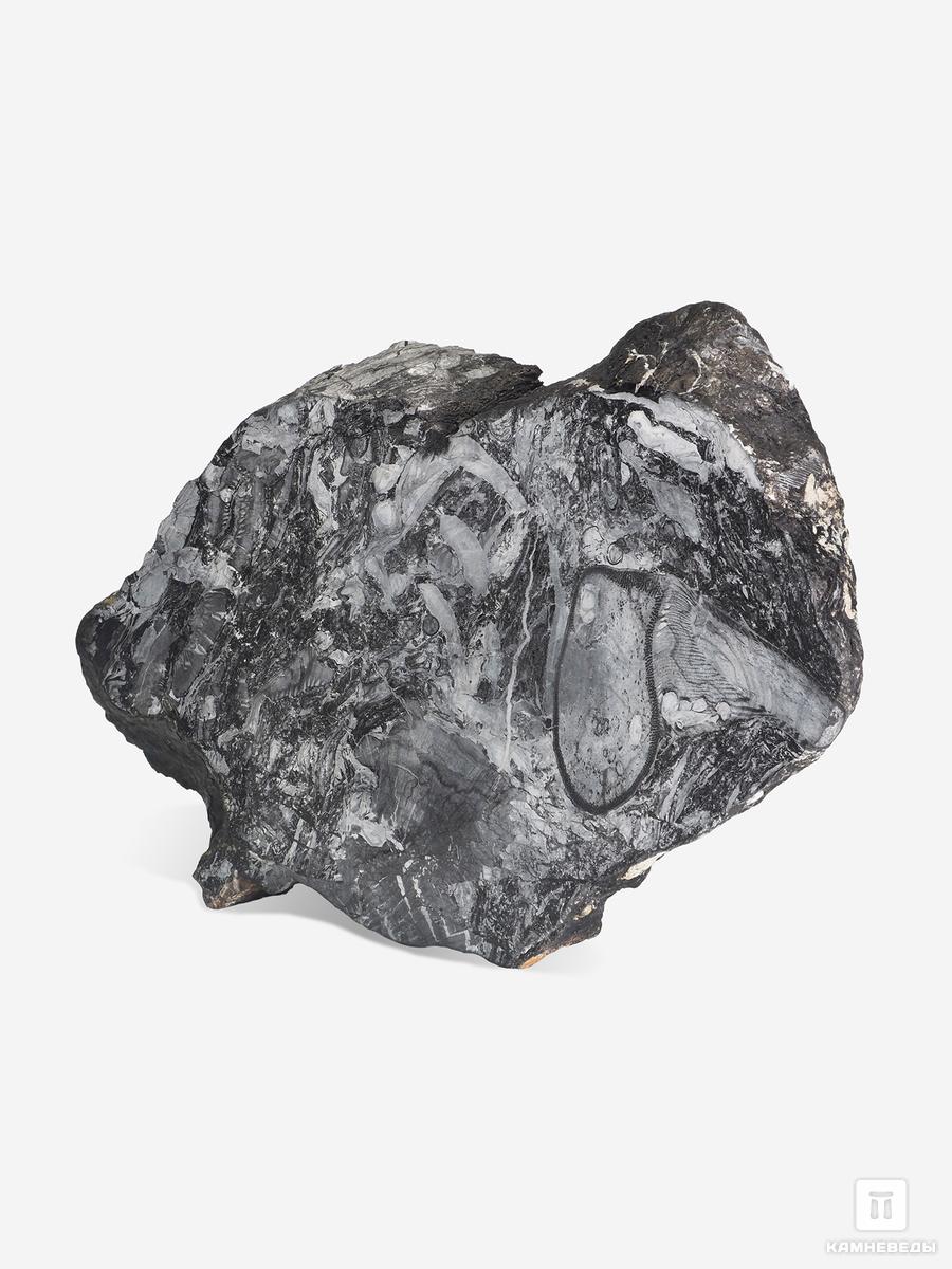 Угольная почка (Coal boll) с отпечатком стеблей Medullosales sp., 18,3х12,5х2,2 см угольная почка coal boll с отпечатком палеофлоры 15 5х9 5х6 5 см