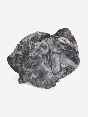 Угольная почка (Coal boll) с отпечатком стеблей Medullosales sp., 18,3х12,5х2,2 см