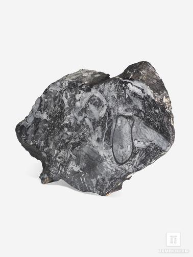 Угольная почка. Угольная почка (Coal boll) с отпечатком стеблей Medullosales sp., 18,3х12,5х2,2 см