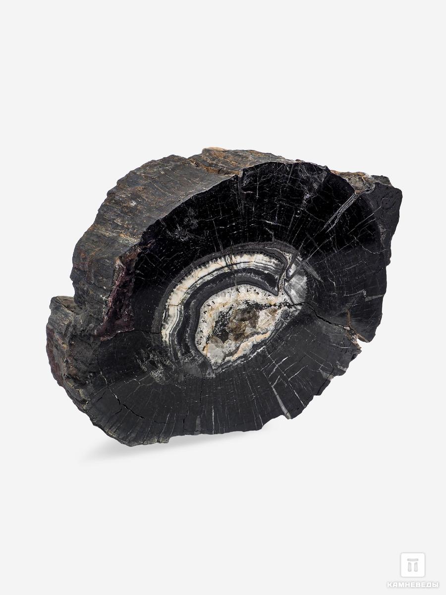 угольная почка coal boll с отпечатком хвощевидного растения calamitaceae sp 11 3х7 7х5 3 см Угольная почка (Coal boll) с отпечатком ствола Artropytes, 15,1х10,4х6,8 см
