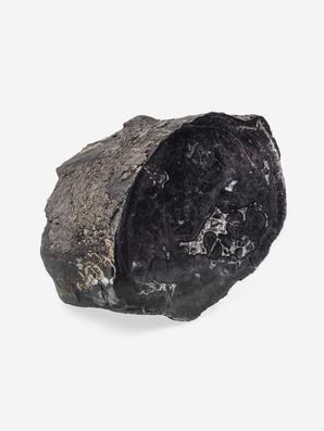 Угольная почка (Coal boll) с отпечатком хвощевидного растения, 13,9х11,9х7,9 см