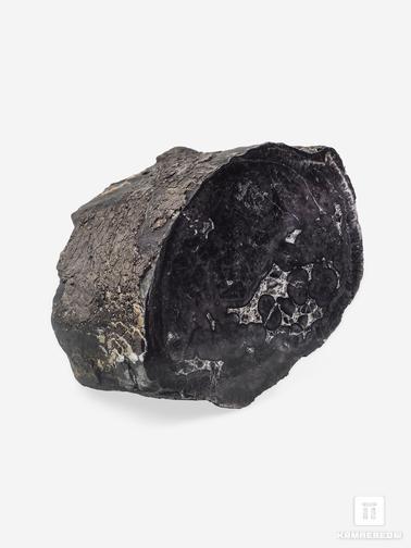 Угольная почка. Угольная почка (Coal boll) с отпечатком хвощевидного растения, 13,9х11,9х7,9 см