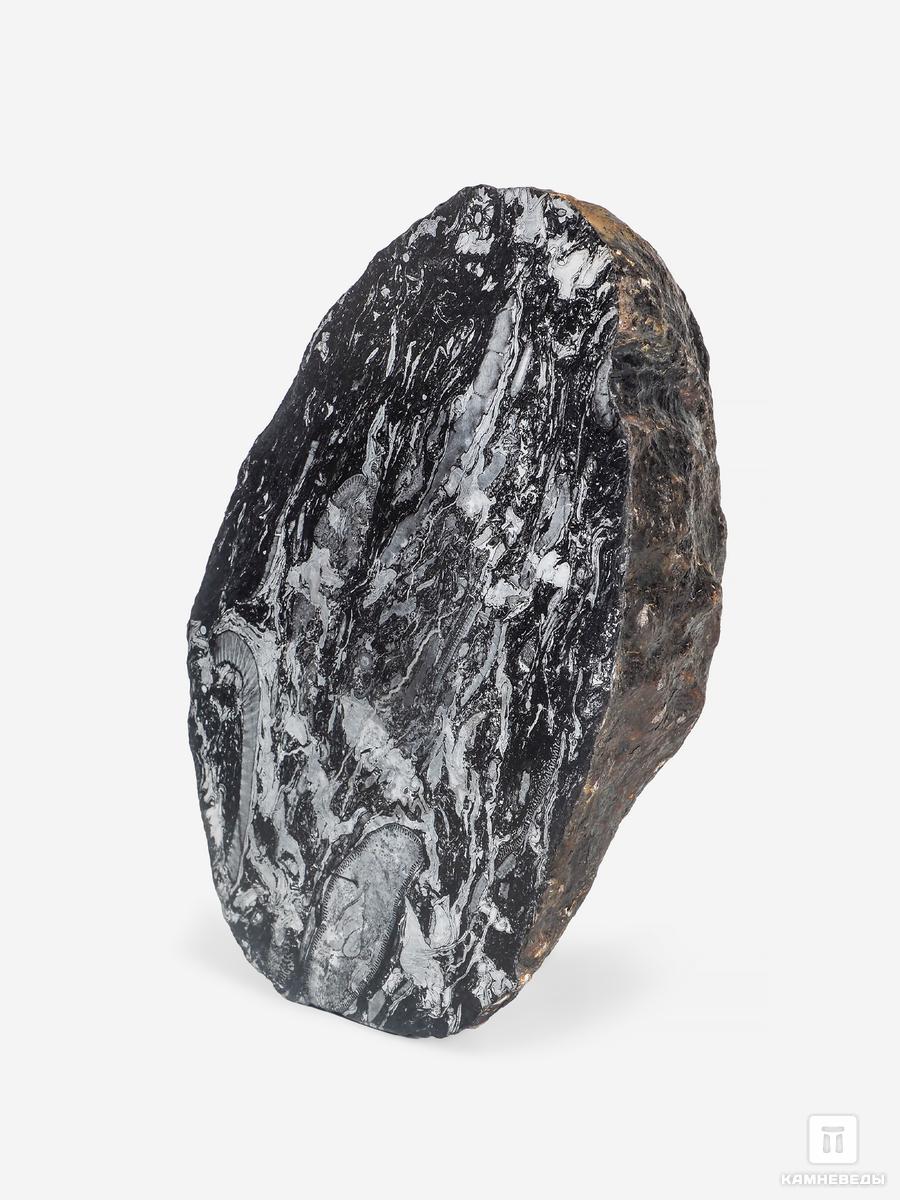Угольная почка (Coal boll) с отпечатком палеофлоры, 15,5х9,5х6,5 см угольная почка coal boll с отпечатком корней папоротника psaronius sp 25 9х12 1х2 5 см