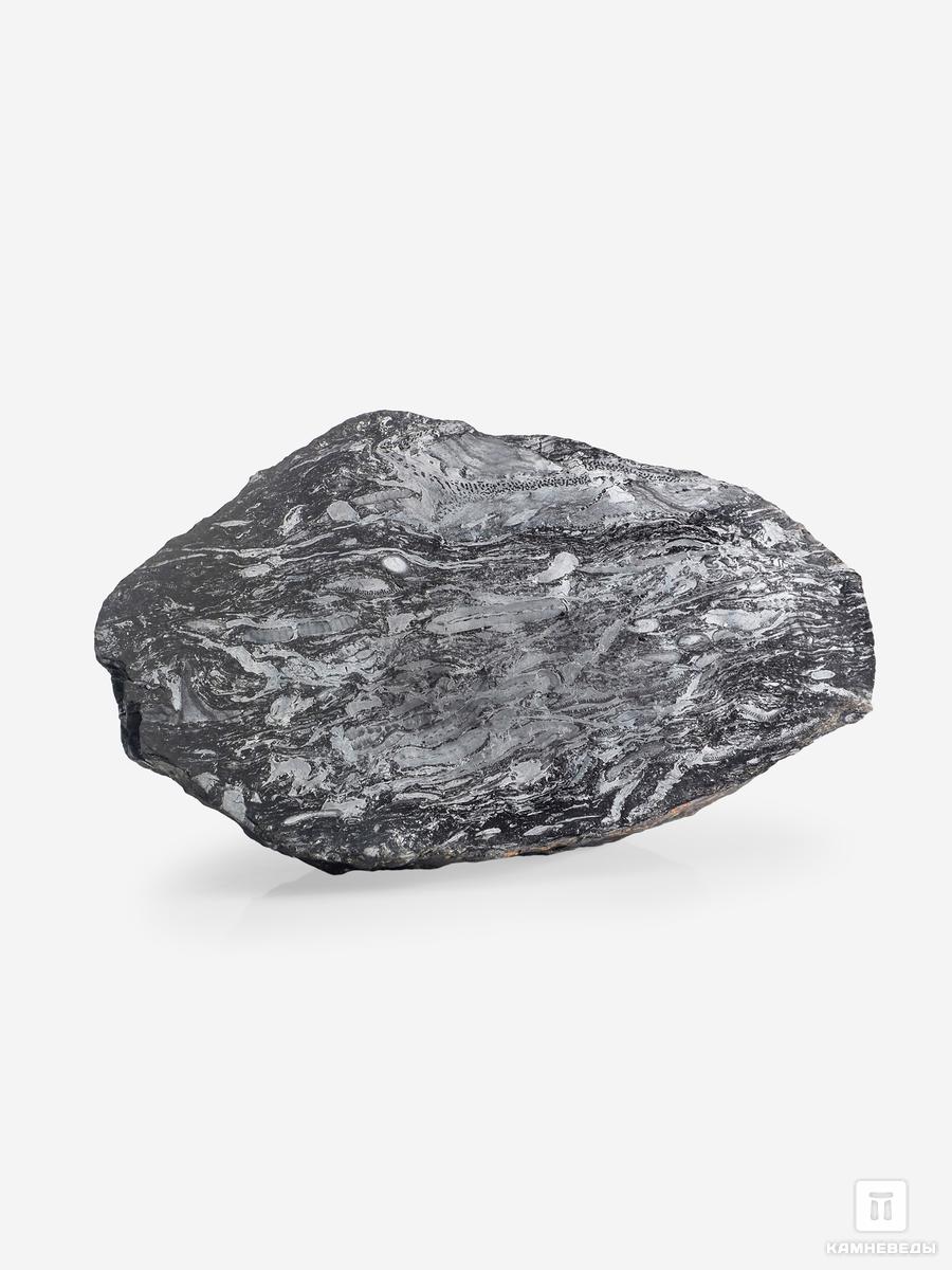 Угольная почка (Coal boll) с отпечатком палеофлоры, 19,0х10х7,3 см угольная почка coal boll с отпечатком хвощевидного растения 13 9х11 9х7 9 см