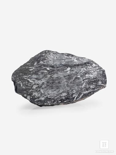 Угольная почка. Угольная почка (Coal boll) с отпечатком палеофлоры, 19,0х10х7,3 см