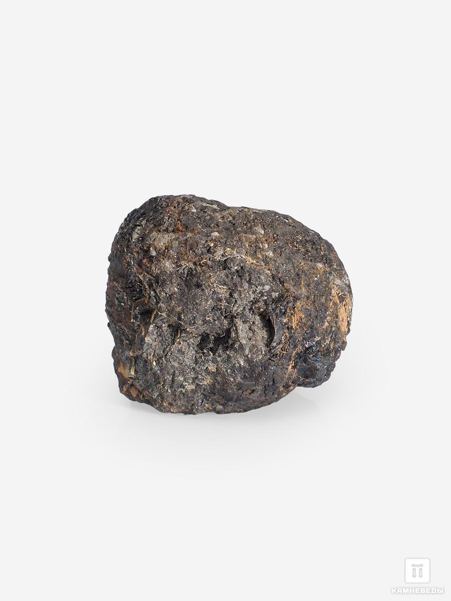 Угольная почка (Coal boll), 4,0х3,3х2,9 см угольная почка coal boll с отпечатком корней папоротника psaronius sp 25 9х12 1х2 5 см