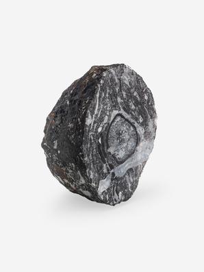 Угольная почка (Coal boll) с отпечатком ветки Meyloxylon sp., 6,7х4,6х3,9 см