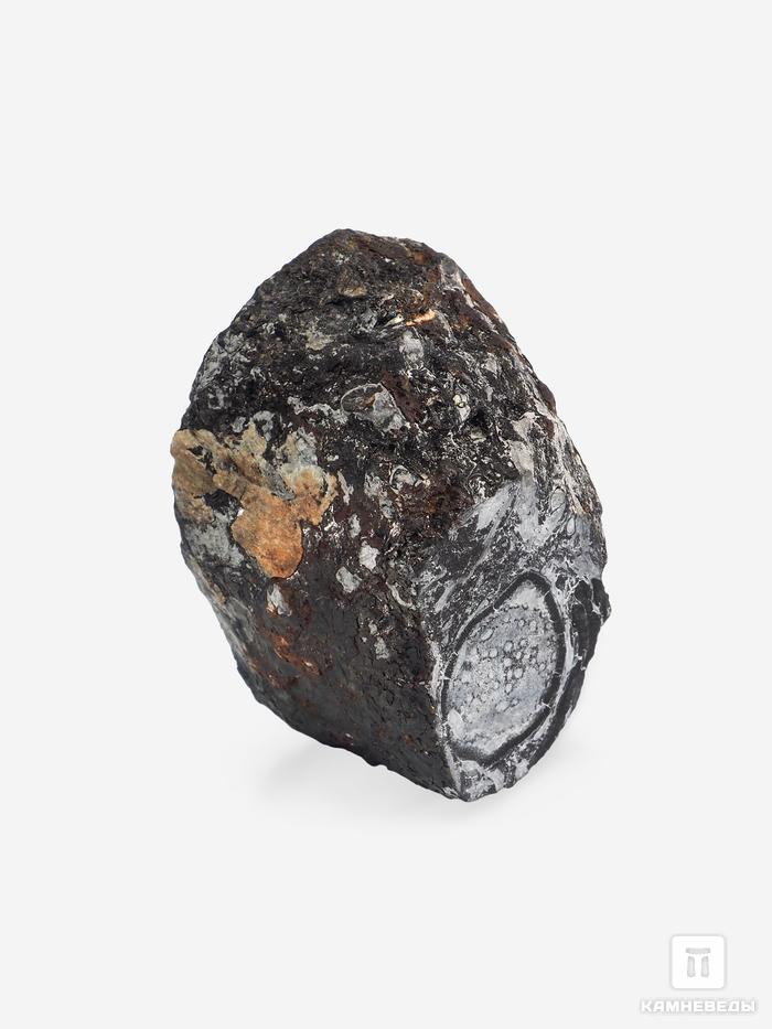 Угольная почка (Coal boll) с отпечатком ветки Meyloxylon sp., 6,7х4,6х3,9 см, 25276, фото 2