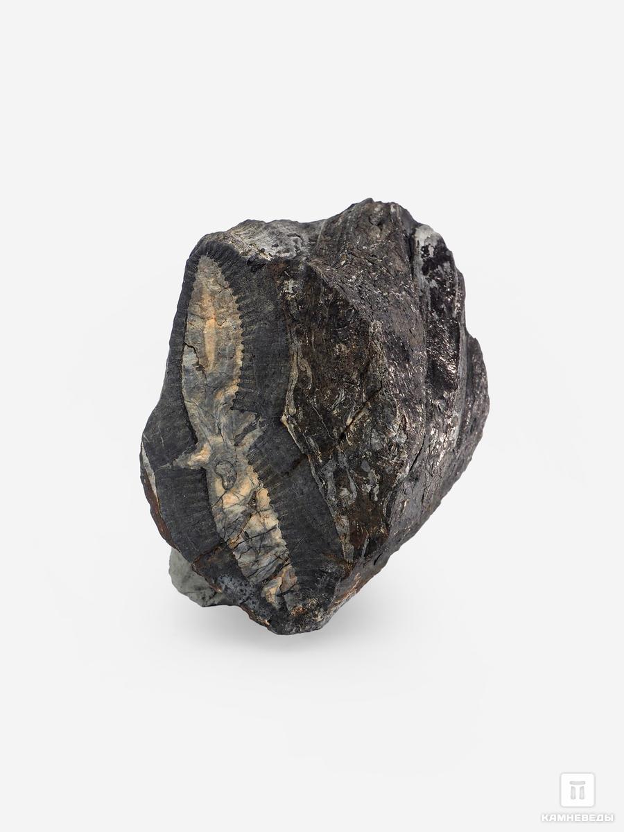 Угольная почка (Coal boll) c отпечатком стебля Calamitaceae sp., 6,3х5,4х4,4 см угольная почка coal boll с отпечатком палеофлоры 15 5х9 5х6 5 см