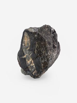 Угольная почка (Coal boll) c отпечатком стебля Calamitaceae sp., 6,3х5,4х4,4 см