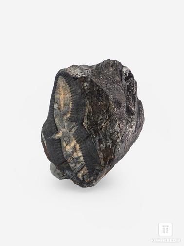 Угольная почка. Угольная почка (Coal boll) c отпечатком стебля Calamitaceae sp., 6,3х5,4х4,4 см