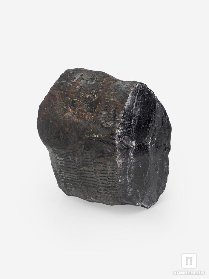 Угольная почка (Coal boll) c отпечатком стебля Calamitaceae sp., 6,3х5,4х4,4 см, 25278, фото 2