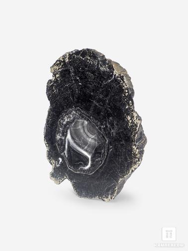 Угольная почка. Угольная почка (Coal ball) с отпечатком стебля Calamites sp., 8,1х6х2,4 см