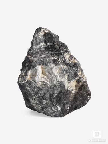Угольная почка. Угольная почка (Coal boll) с отпечатком хвощевидного растения Calamitaceae sp., 11,3х7,7х5,3 см