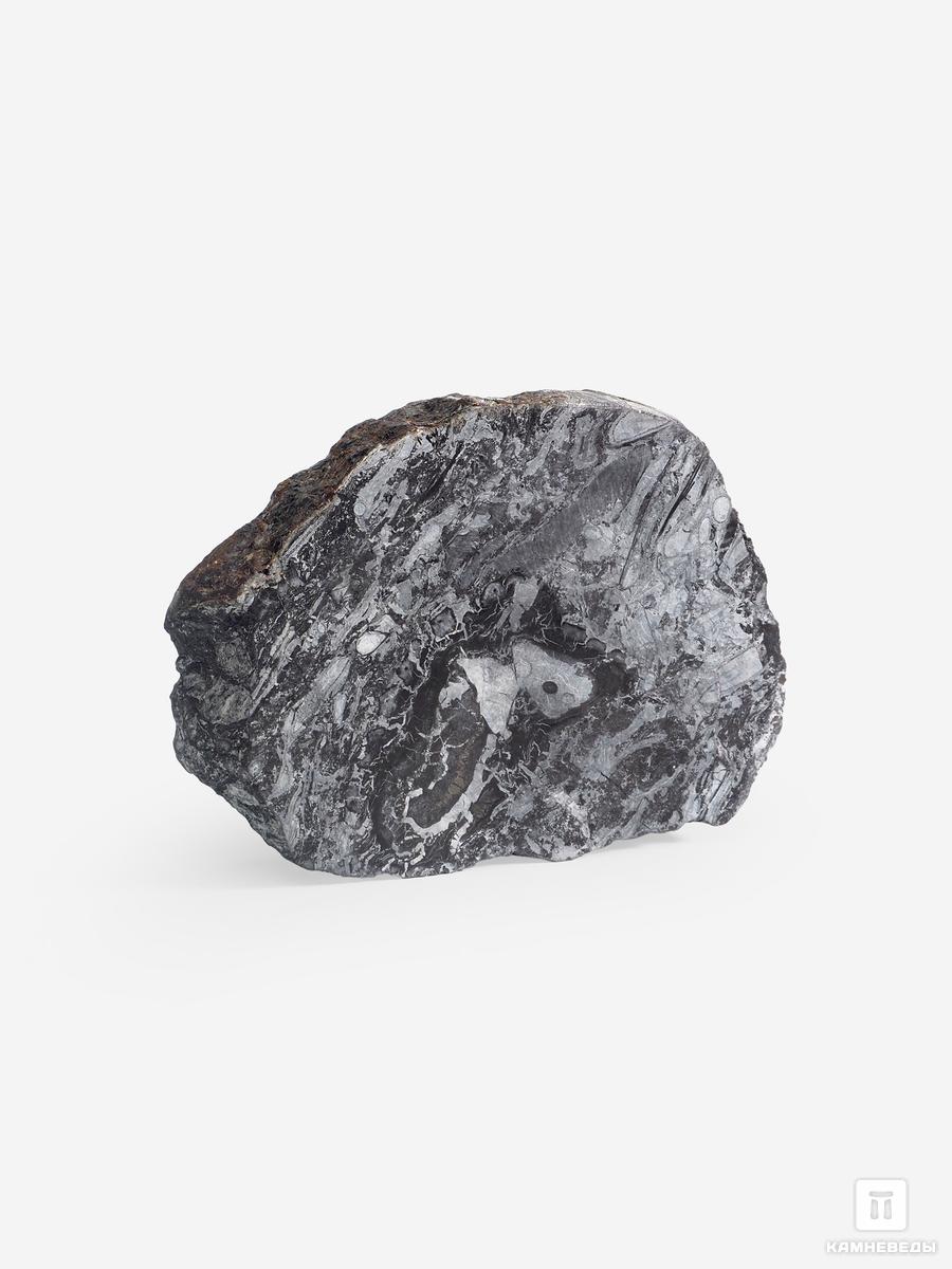 Угольная почка (Coal boll) с отпечатком Lepidodēndron sp., 8,9х6,5х1,6 см