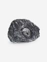 Угольная почка (Coal boll) с отпечатком Lepidodēndron sp., 8,9х6,5х1,6 см, 25263, фото 2