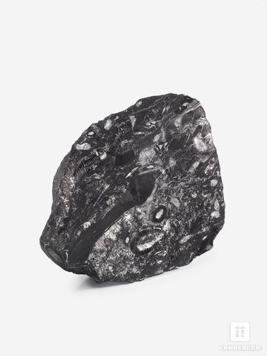 Угольная почка. Угольная почка (Coal boll) с отпечатком стебля Artropytes, 14,1х12,6х4,1 см