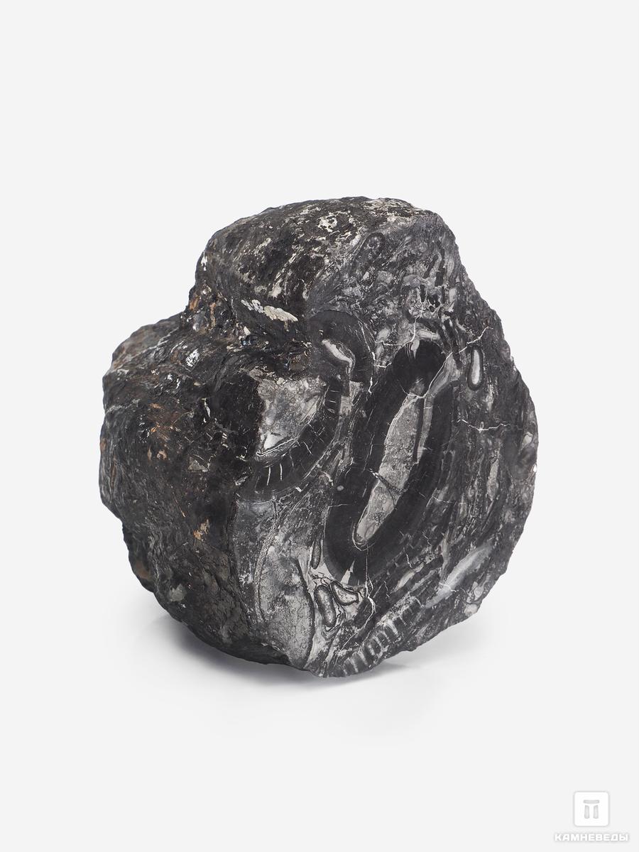 Угольная почка (Coal boll), 10,6х9,7х7,1 см угольная почка coal boll с отпечатком корней папоротника psaronius sp 25 9х12 1х2 5 см