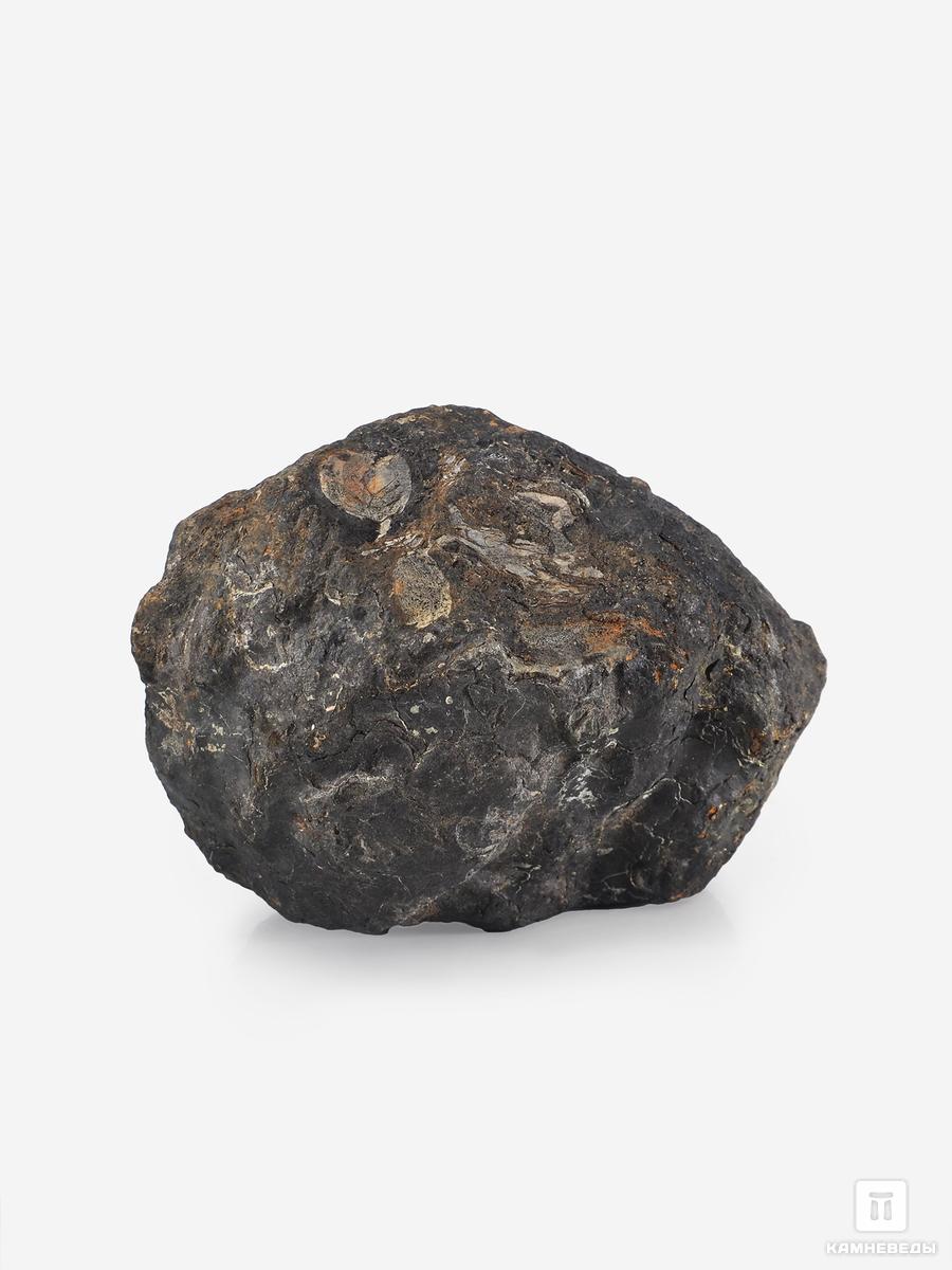 Угольная почка (Coal boll), 8,9х6,4х5,0 см угольная почка coal boll с отпечатком корней папоротника psaronius sp 25 9х12 1х2 5 см