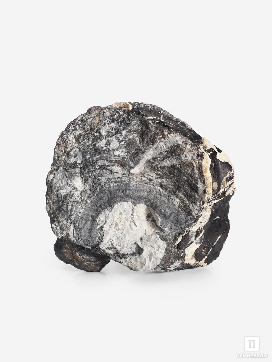 Угольная почка (Coal boll), 11,7х10,8х7,6 см угольная почка coal boll с отпечатком корней папоротника psaronius sp 25 9х12 1х2 5 см