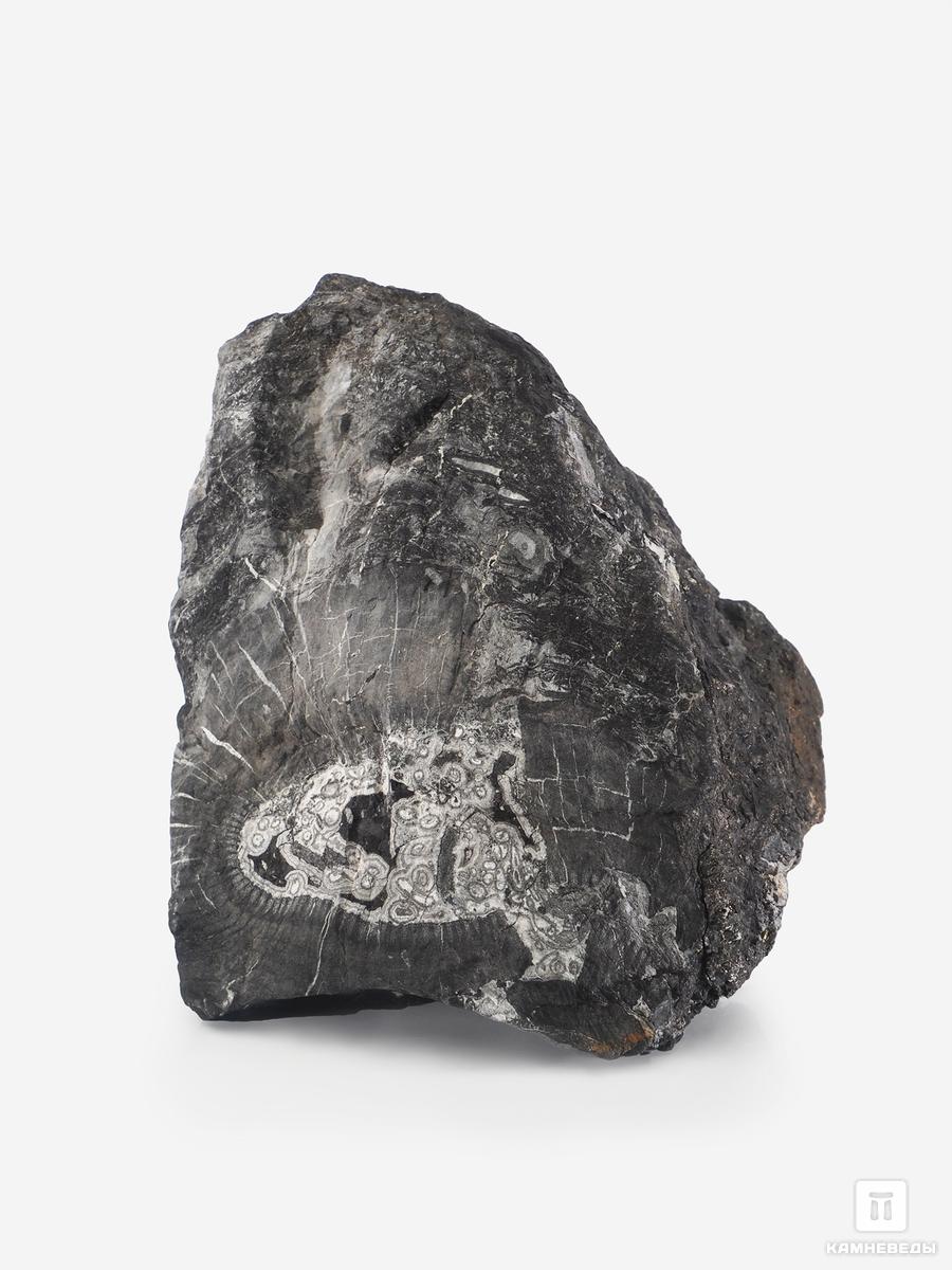 Угольная почка (Coal boll), 10,4х6,9х6,8 см угольная почка coal boll с отпечатком корней папоротника psaronius sp 25 9х12 1х2 5 см