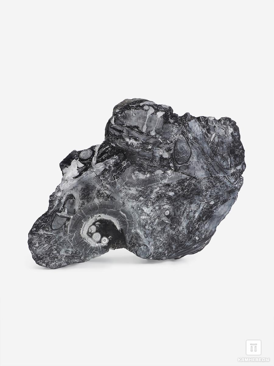 Угольная почка (Coal boll) с отпечатком палеофлоры, 29х19,7х4 см угольная почка coal boll с отпечатком стеблей medullosales sp 18 3х12 5х2 2 см