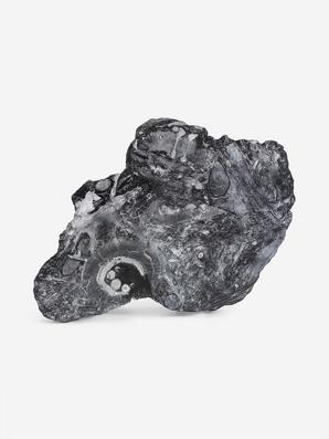 Угольная почка (Coal boll) с отпечатком палеофлоры, 29х19,7х4 см