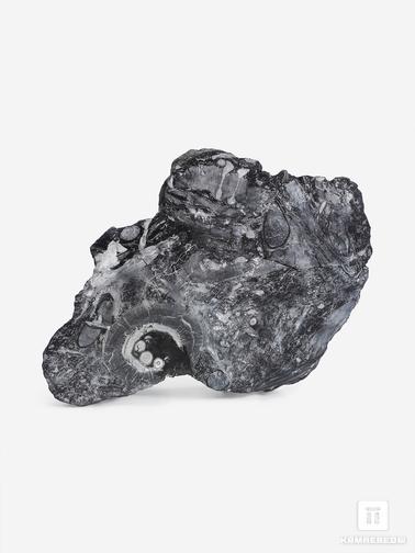 Угольная почка. Угольная почка (Coal boll) с отпечатком палеофлоры, 29х19,7х4 см