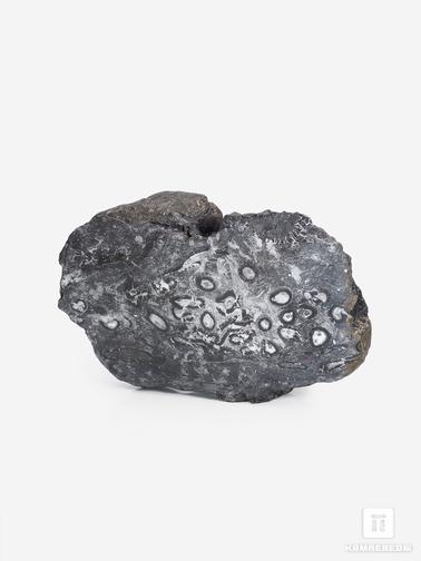Угольная почка. Угольная почка (Coal boll) с отпечатком стеблей Lepidodēndron sp. и Medullosales sp., 25х15х10 см