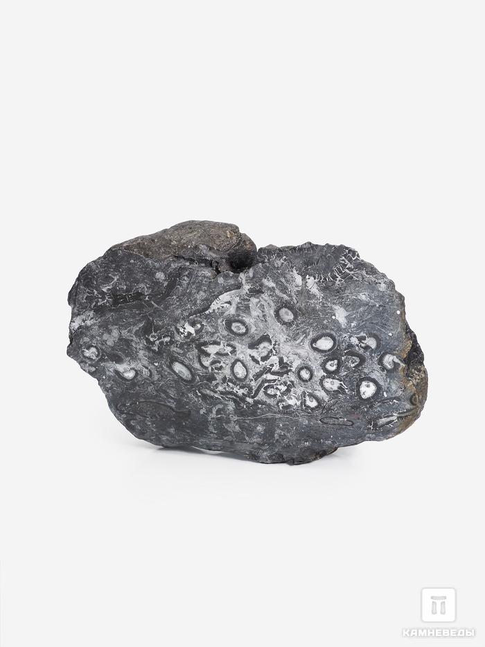 Угольная почка (Coal ball) с отпечатком стеблей Lepidodēndron sp. и Medullosales sp., 25х15х10 см, 25356, фото 1