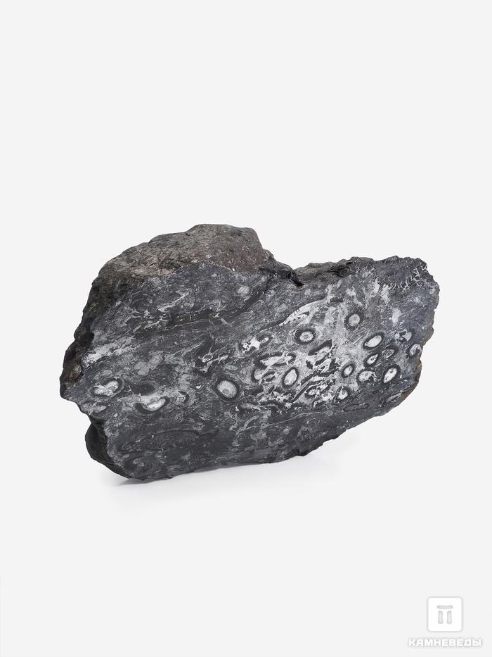 Угольная почка (Coal ball) с отпечатком стеблей Lepidodēndron sp. и Medullosales sp., 25х15х10 см, 25356, фото 2