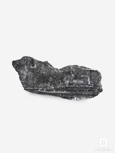 Угольная почка. Угольная почка (Coal boll) с отпечатком стеблей Medullosales sp., 41,5х16,1х4,4 см