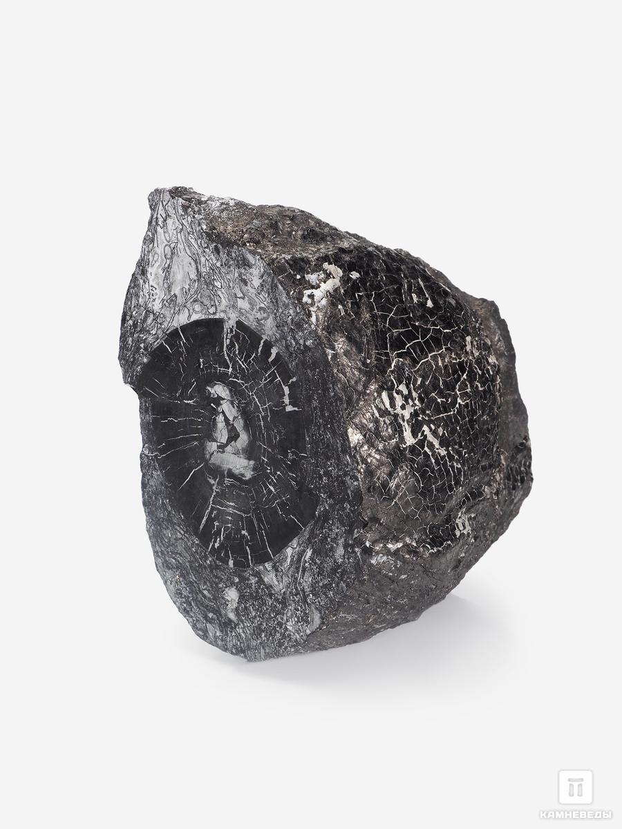 Угольная почка (Coal boll) с отпечатком Sigillaria, 13,0х12,9х8,2 см угольная почка coal boll с отпечатком палеофлоры 15 5х9 5х6 5 см