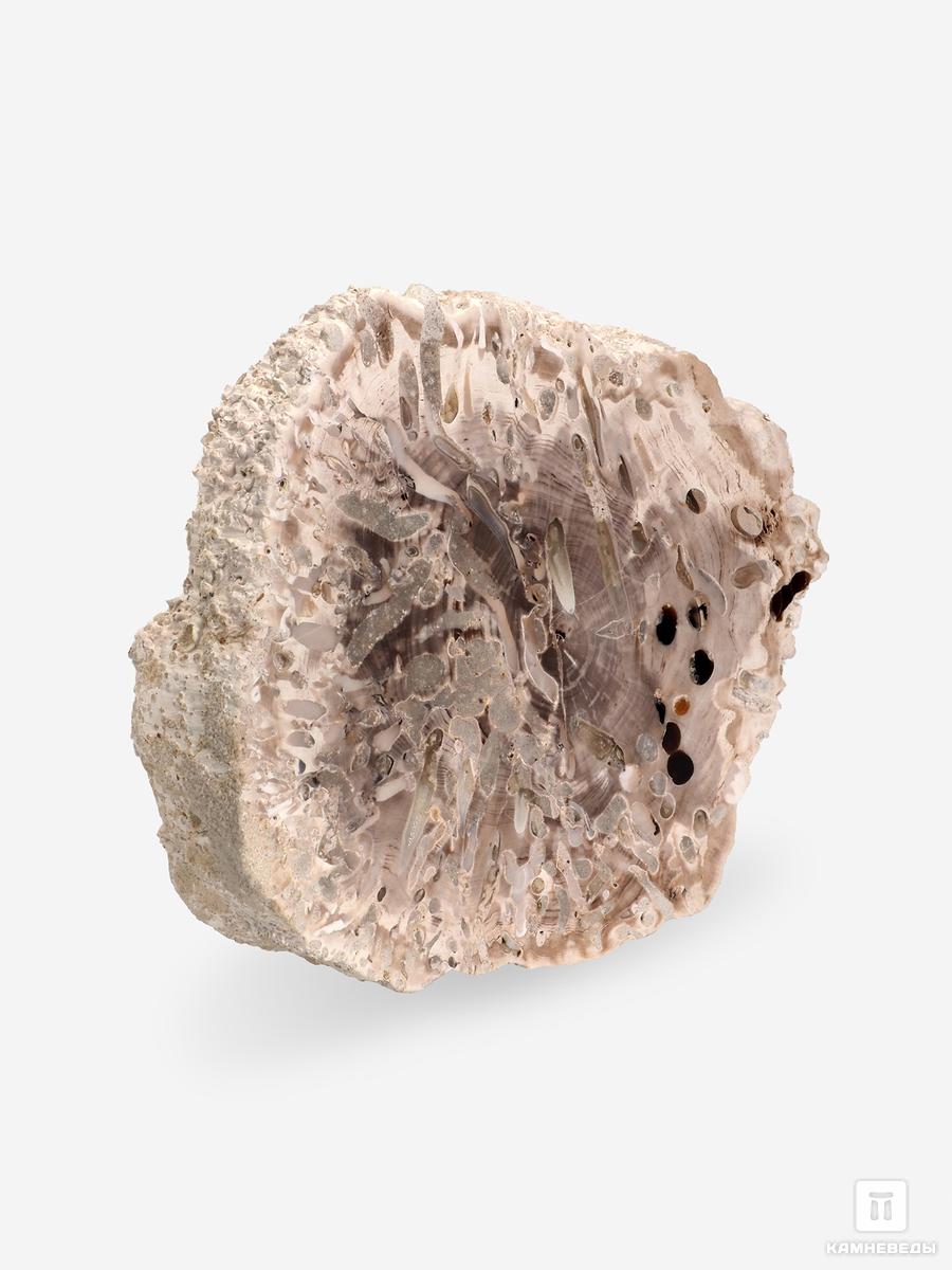 Окаменелое дерево, 17х17х10,5 см натуральный камень udeco fossilized wood окаменелое дерево xs 0 5 3 кг