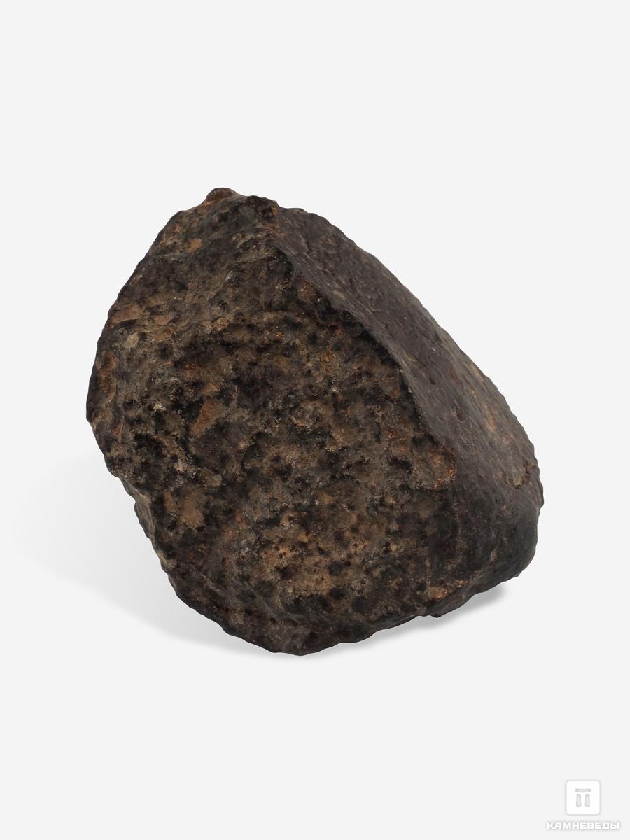 Метеорит NWA 869, 3,9х3,2х2,8 см (49,3 г) каменный лес