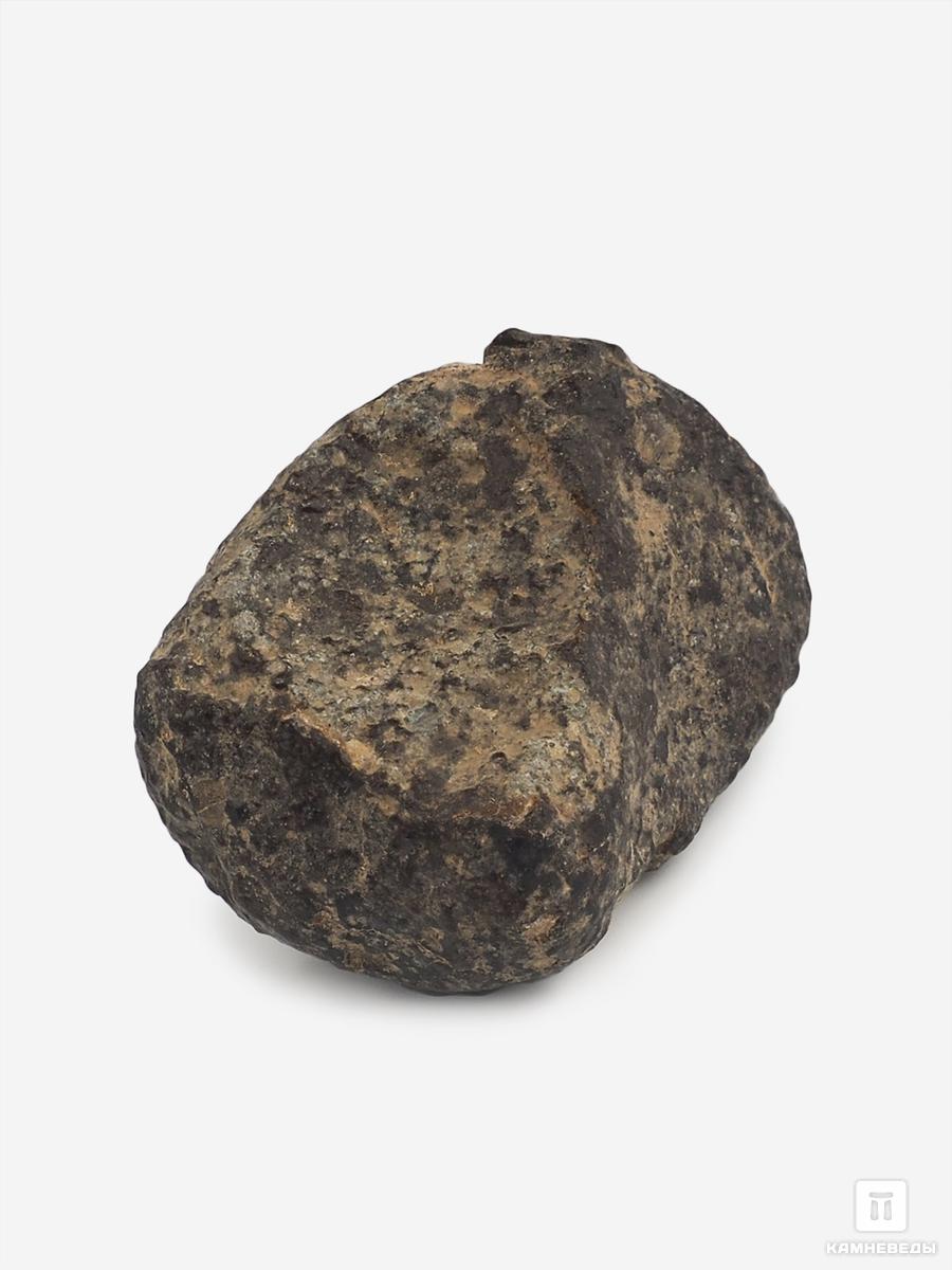 Метеорит NWA 869, 2-3 см (14-15 г) путешествие незнайки в каменный город
