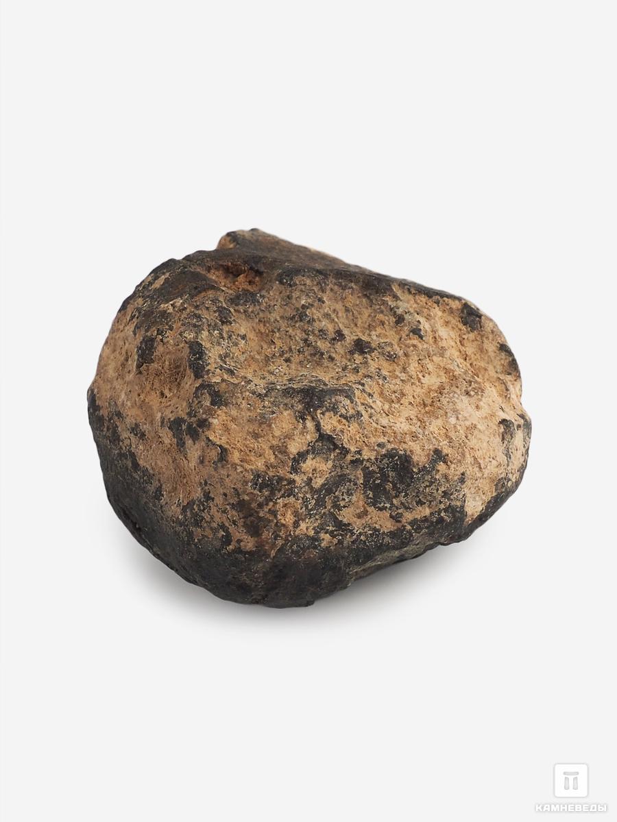 Метеорит NWA 869, 3,6х3,1х2 см (35,6 г), 25701, фото 2