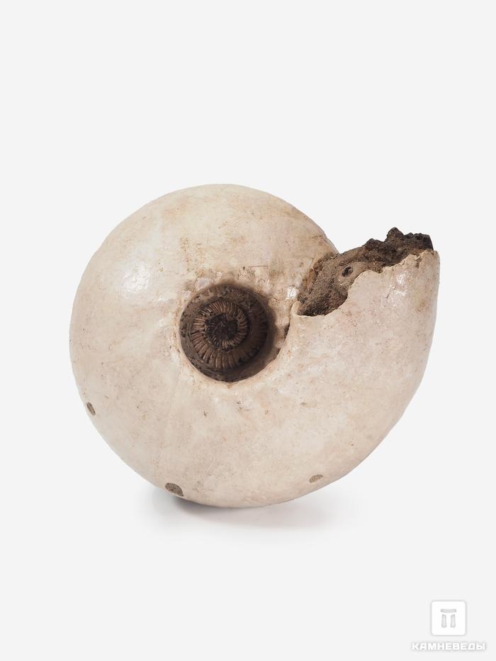 Аммонит Cadoceras stupachenkoi sp., 10,5х9х6,7 см, 25454, фото 2