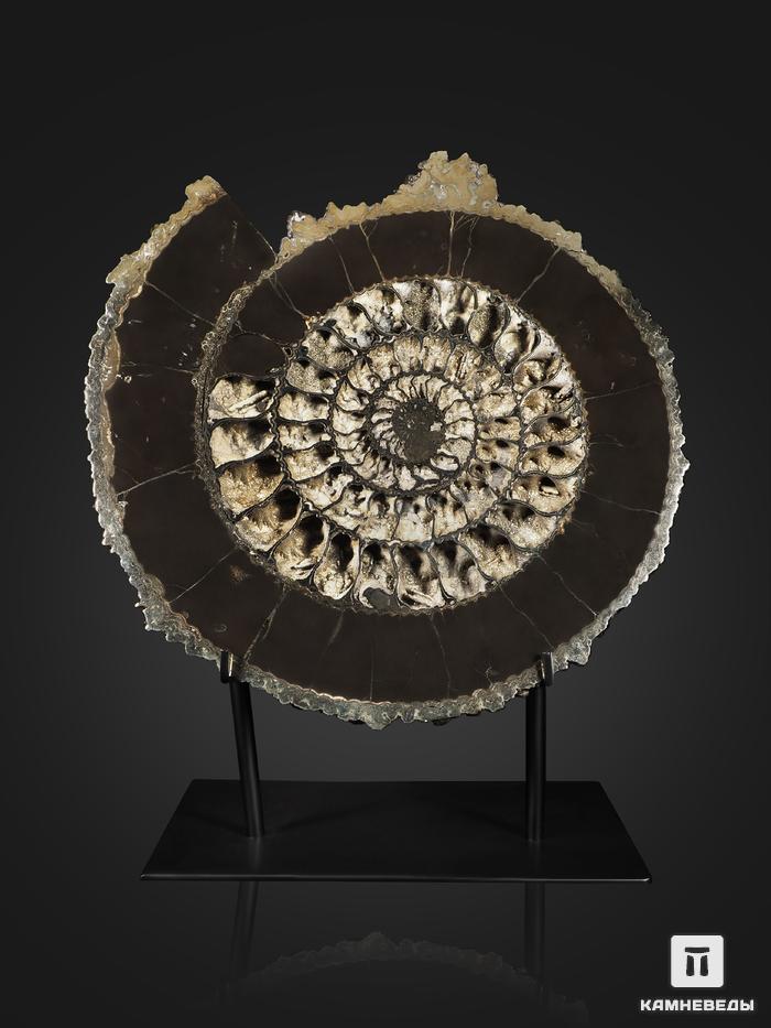 Аммонит, полированный срез (пара), 31х29,5х4 см, 18999, фото 3
