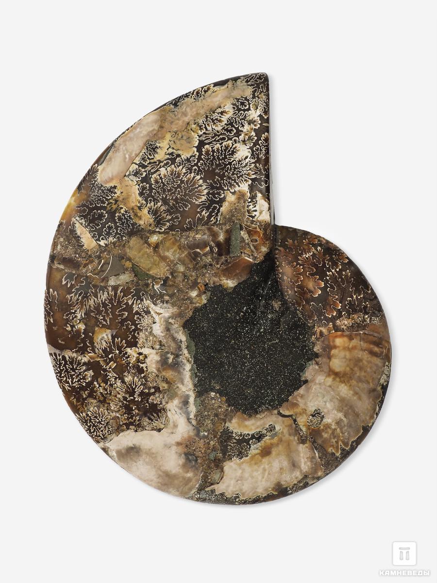 Аммонит Cleoniceras sp., полированный срез 17,5х13,5х1,8 см, 26211, фото 3