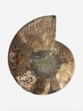 Аммонит Cleoniceras sp., полированный срез 17,5х14х2 см, 26212, фото 3