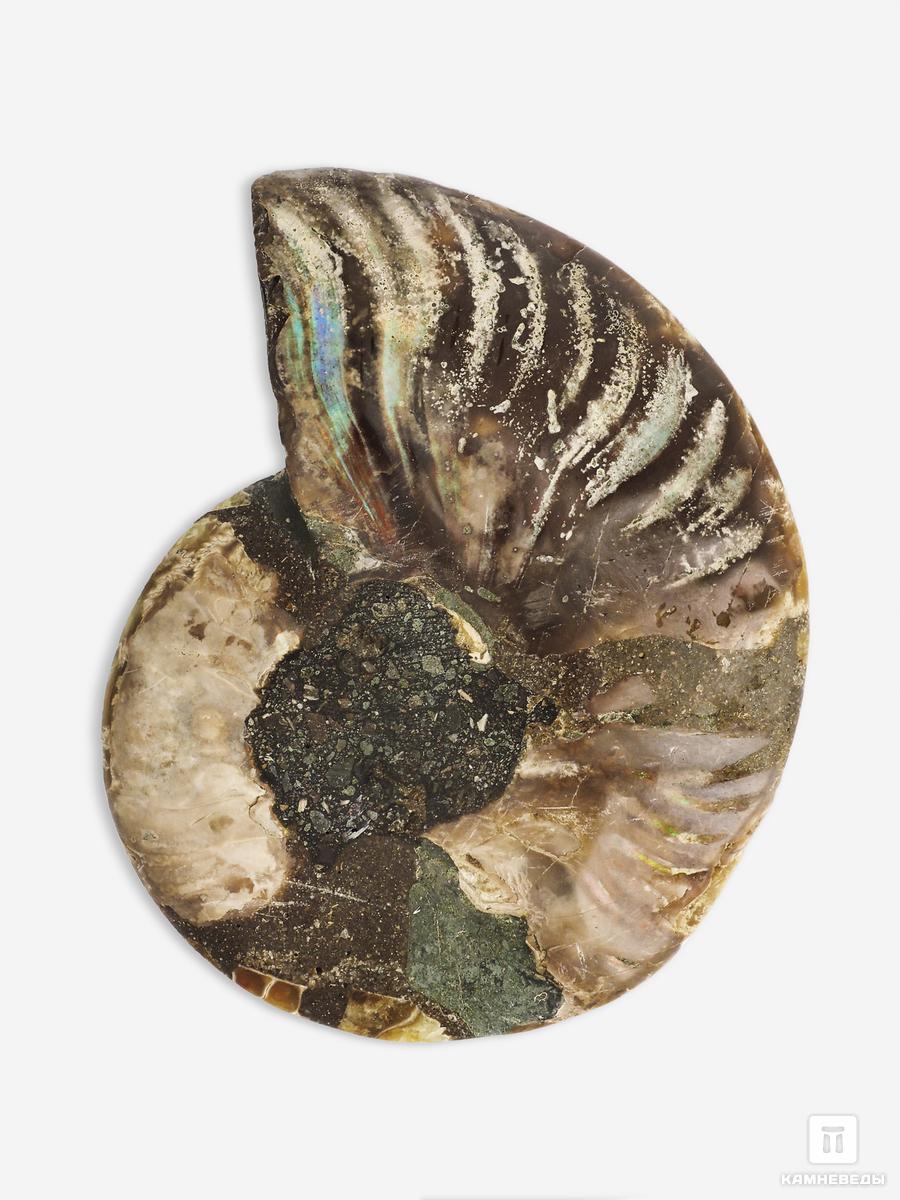 Аммонит Cleoniceras sp., полированный срез 12,5х9,5х1,5 см, 26209, фото 3