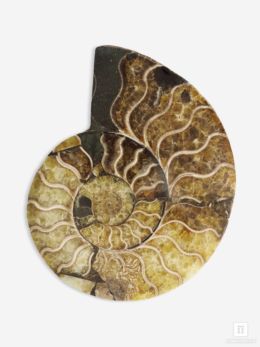 Аммонит Cleoniceras sp., полированный срез 12,5х9,5х1,5 см, 26209, фото 2